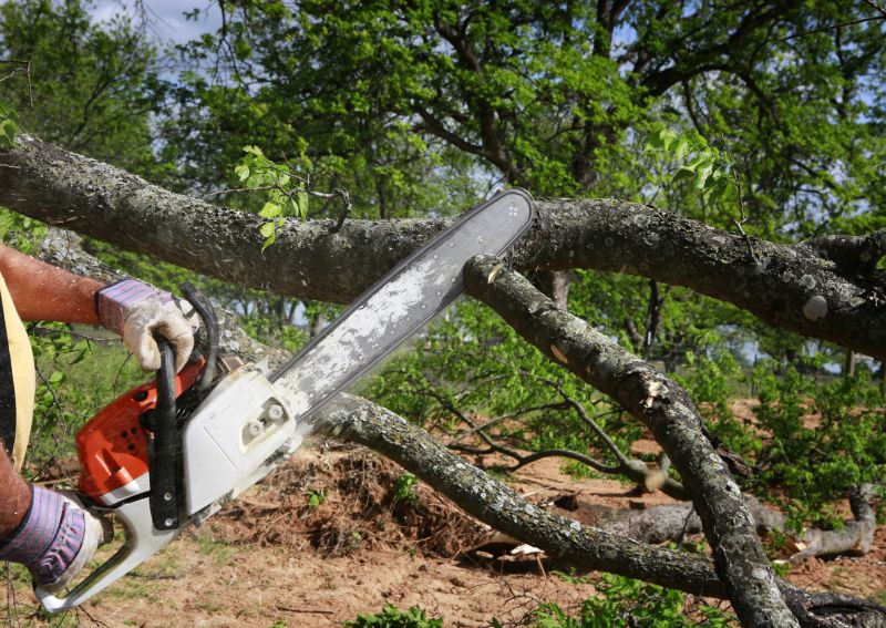Birch Tree Removal in Montgomery County, PA