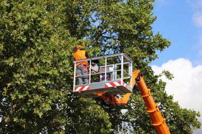 Local Commercial Tree Service in Brewster, NY