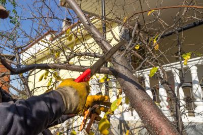 Local Residential Tree Service in Santa Clara, CA