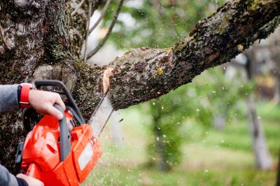 Local Tree Branch Cutting in Brookfield, CT