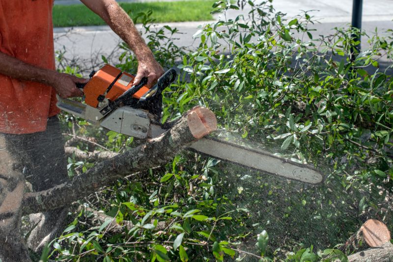 Local Tree Branch Cutting in Hibbing, MN