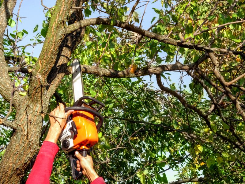 Local Tree Branch Cutting in Redwood City, CA