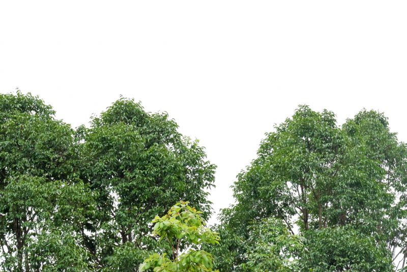 Local Tree Crown Shaping in Greenwich, CT