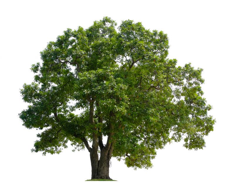 Local Tree Crown Shaping in Palo Alto, CA