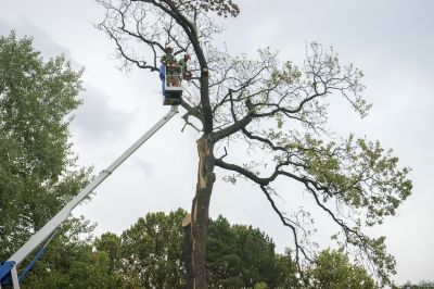Local Tree Limbs Removal in Cortlandt Manor, NY