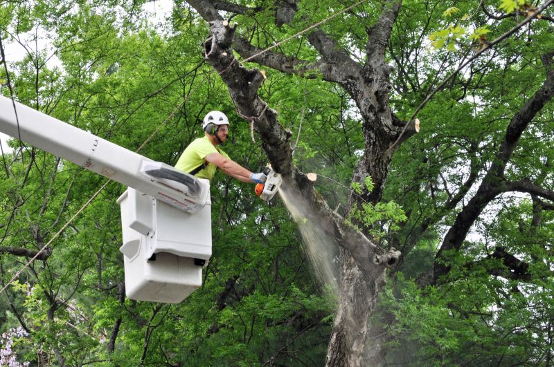 Local Tree Limbs Removal in Scarsdale, NY