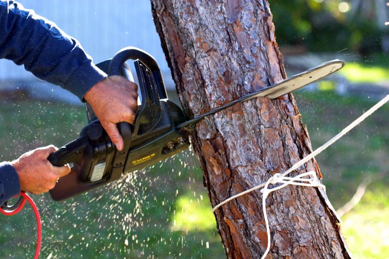 Local Tree Limbs Removal in Sunnyvale, CA