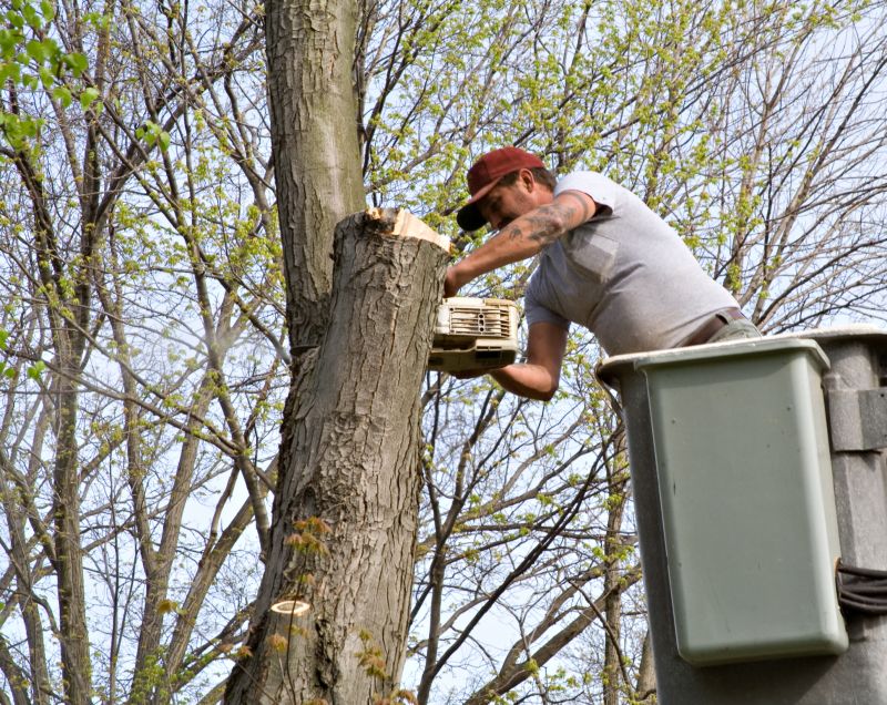 Local Tree Lopping Service in Long Island, NY