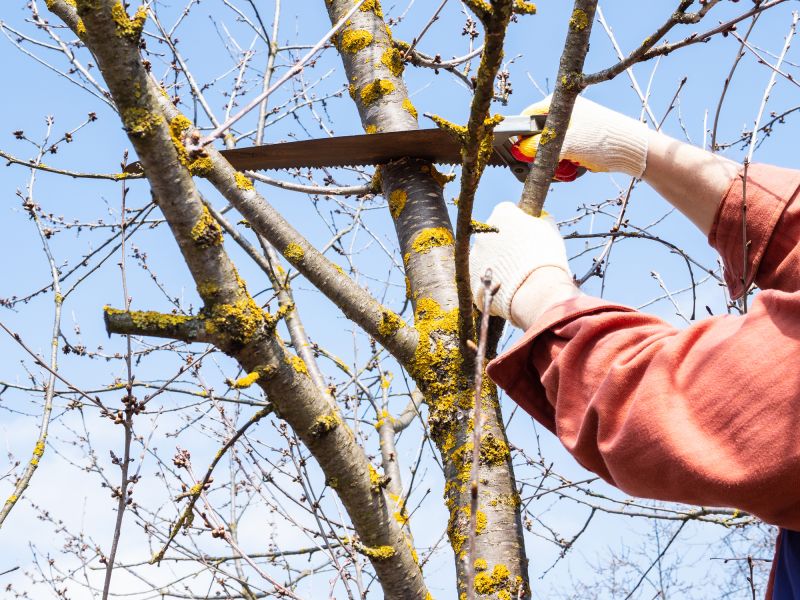 Local Tree Lopping Service in Mount Kisco, NY