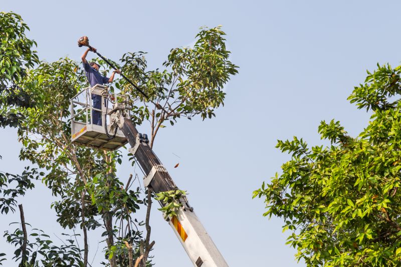 Local Tree Lopping Service in West Orange, NJ