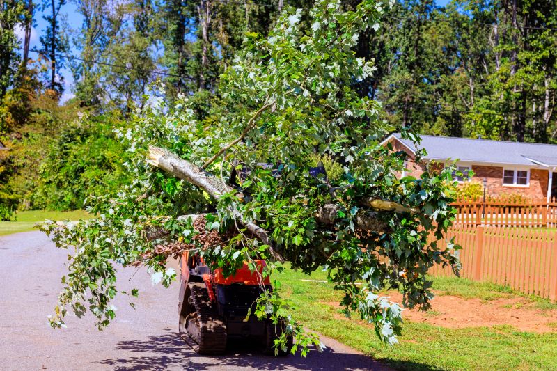 Local Tree Maintenance Service in Cloquet, MN