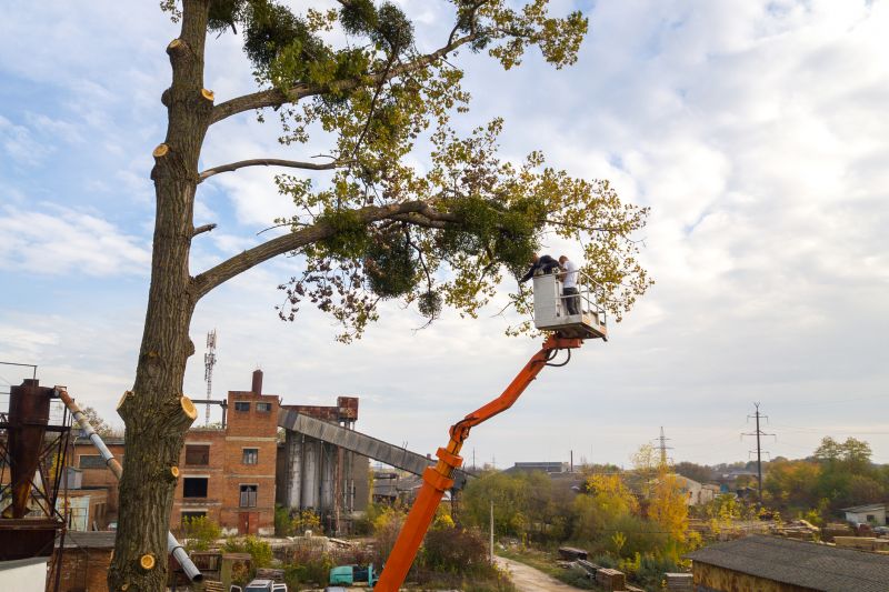 Local Tree Maintenance Service in Greenwich, CT