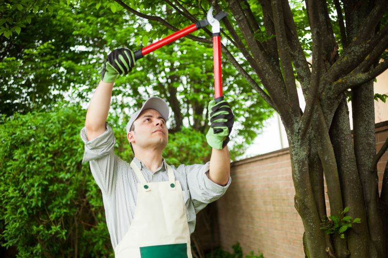 Local Tree Pruning in Caldwell, NJ