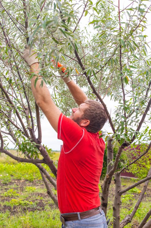 Local Tree Pruning in Menlo Park, CA