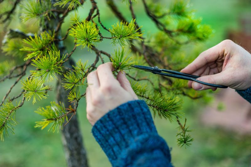 Local Tree Pruning in Redding, CT