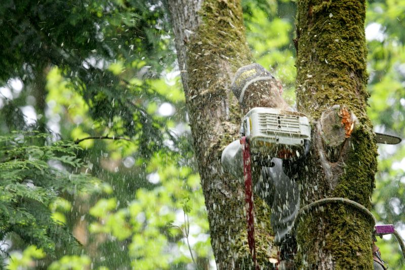Local Tree Service in Livingston, NJ