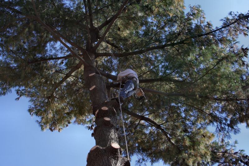 Local Tree Service in Mahopac, NY