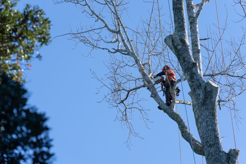 Local Tree Service in Paramus, NJ