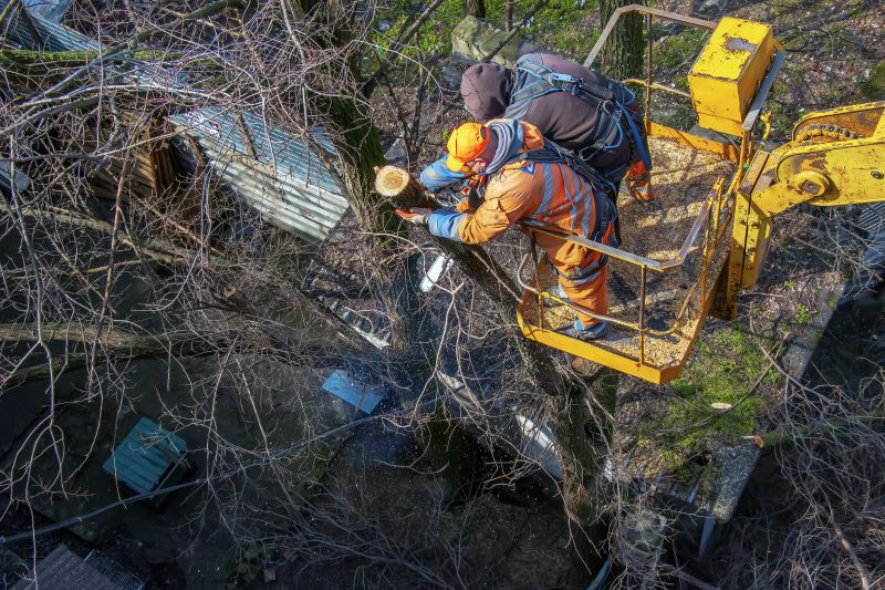 Local Tree Service in Rockaway, NJ