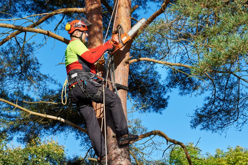 Local Tree Service in Rye, NY