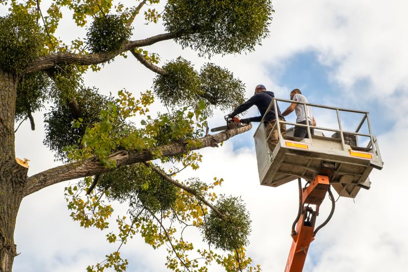 Local Tree Shaping Service in Danbury, WI