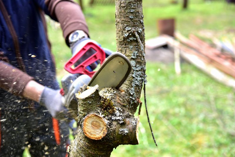 Local Tree Shearing in Stamford, CT