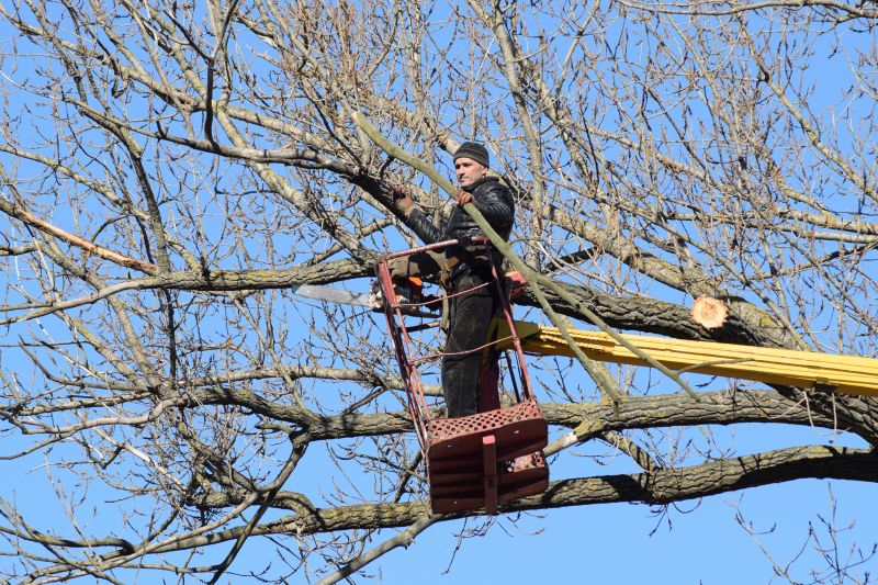 Emergency Tree Care