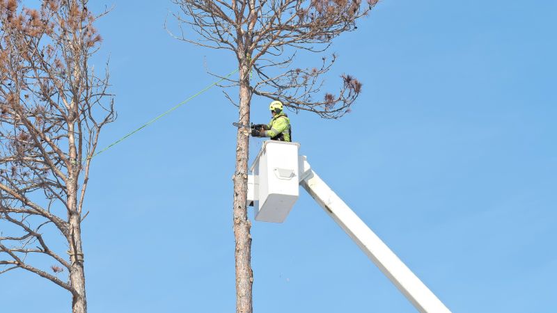 Local Tree Trimming Service in Bloomfield, NJ