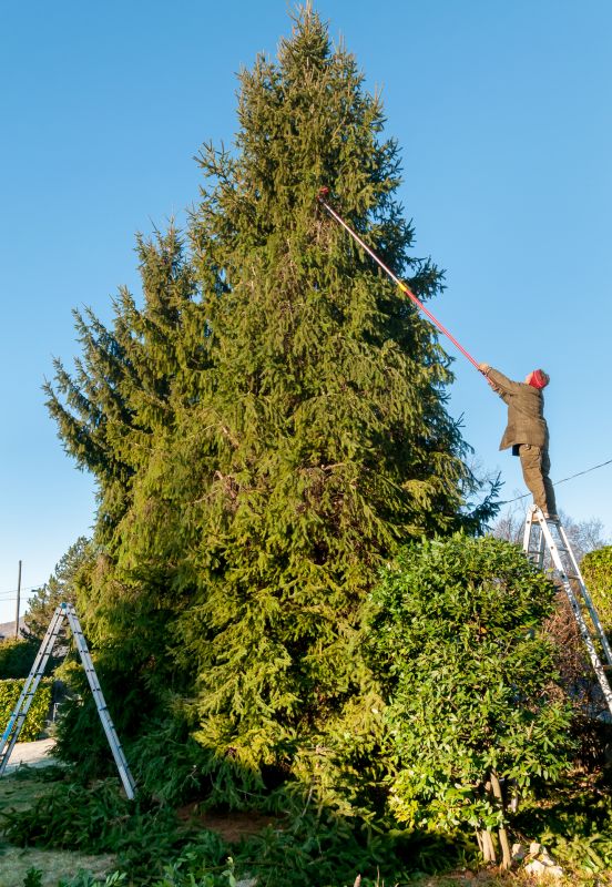 Local Tree Trimming Service in Tenafly, NJ