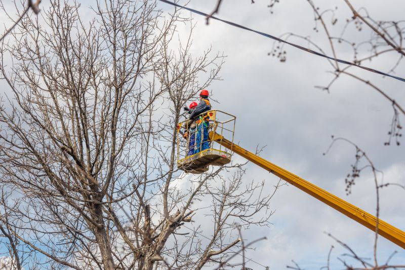Tree Trimming in Spring