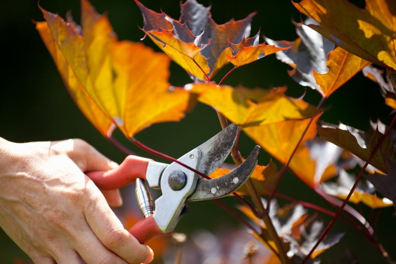 Pruning in Autumn